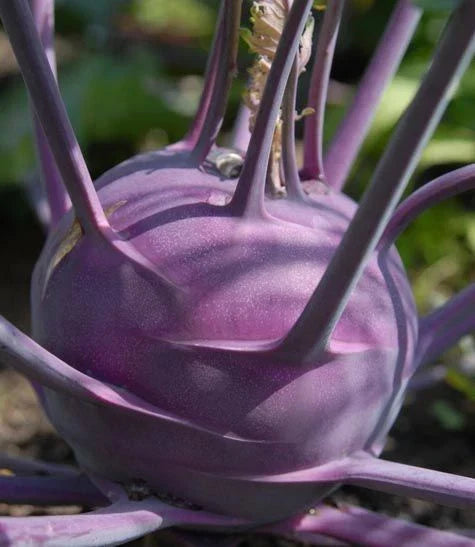 Purple Vienna Kohlrabi Seeds, Organic Brassica oleracea var. gongylodes, Fresh Vegetable Seeds for Home Garden, Non-GMO, High Germination