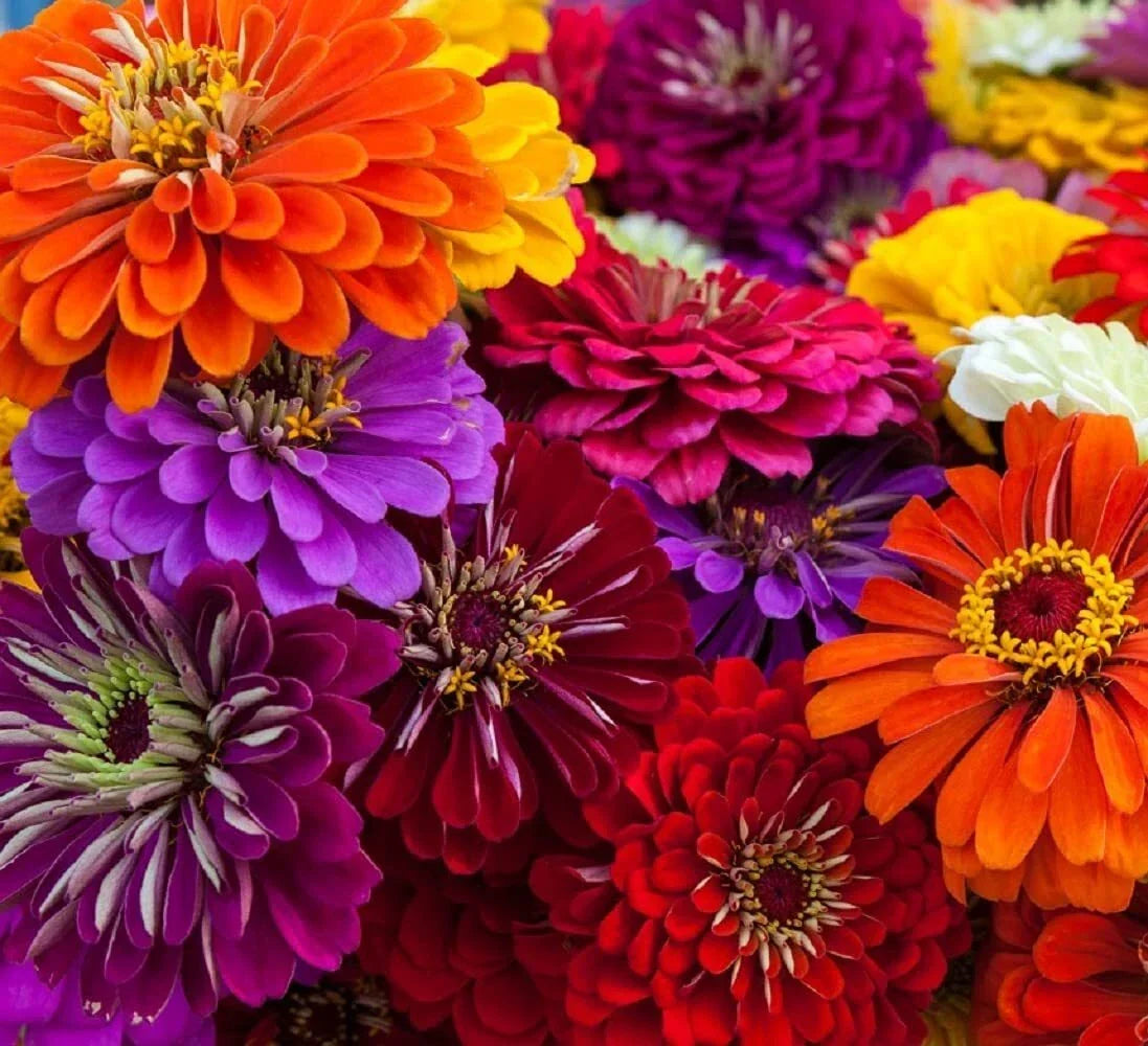 California Giant Zinnia Seeds – 50 Pack, Vibrant Zinnia elegans Flowers for Garden, Cut Flowers & Pollinator Attraction