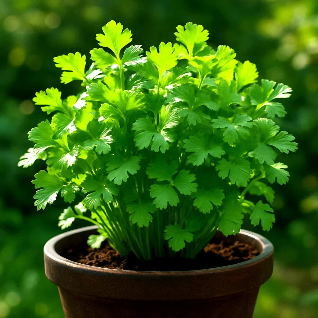Slow Bolt Cilantro Seeds - Heirloom Non-GMO Coriander Seeds for Culinary Herb Gardening - 800+ Seeds