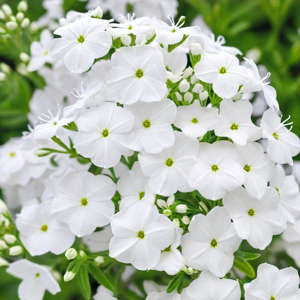 50 Pure White Phlox Seeds - Perennial Flower Seeds for Bees & Butterflies - Phlox paniculata - Garden, Pollinator Attracting