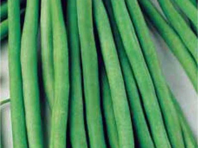 Dominator Green Bean Seeds - Organic Phaseolus vulgaris - Bush Variety, Full Sun, 100 Seeds, Vegetable Seeds for Home Garden
