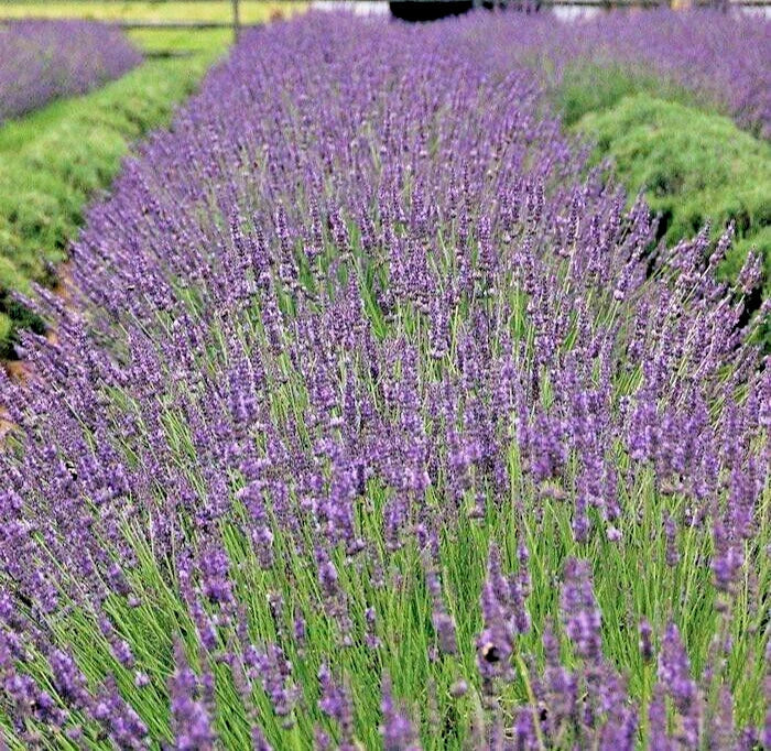 Phenomenal Lavender Live Plant – Healthy Starter Herb, Easy-to-Grow Perennial, Lavandula angustifolia, Fragrant Purple Blooms