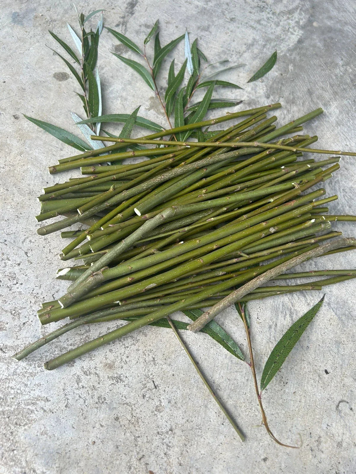 50 Hybrid Willow Tree Cuttings | Fast Growing Salix spp. | Ornamental and Privacy Screening