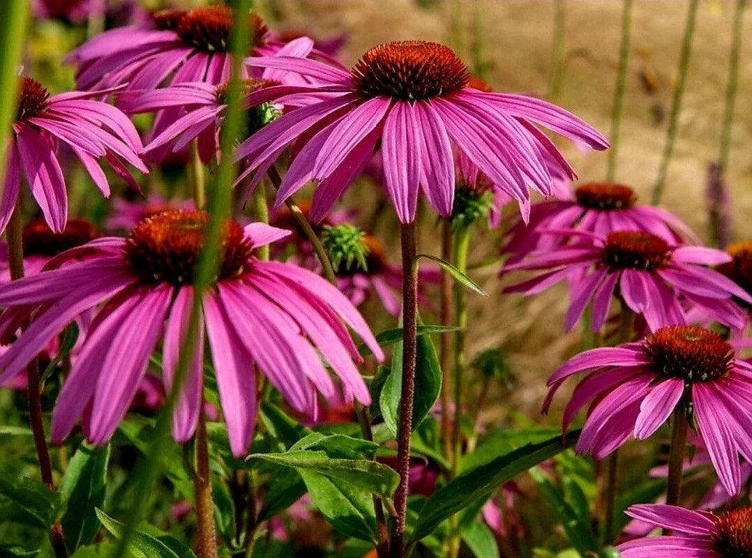 Purple Coneflower Seeds - Organic Heirloom Echinacea Purpurea - Non-GMO Perennial for Pollinators and Garden Beds