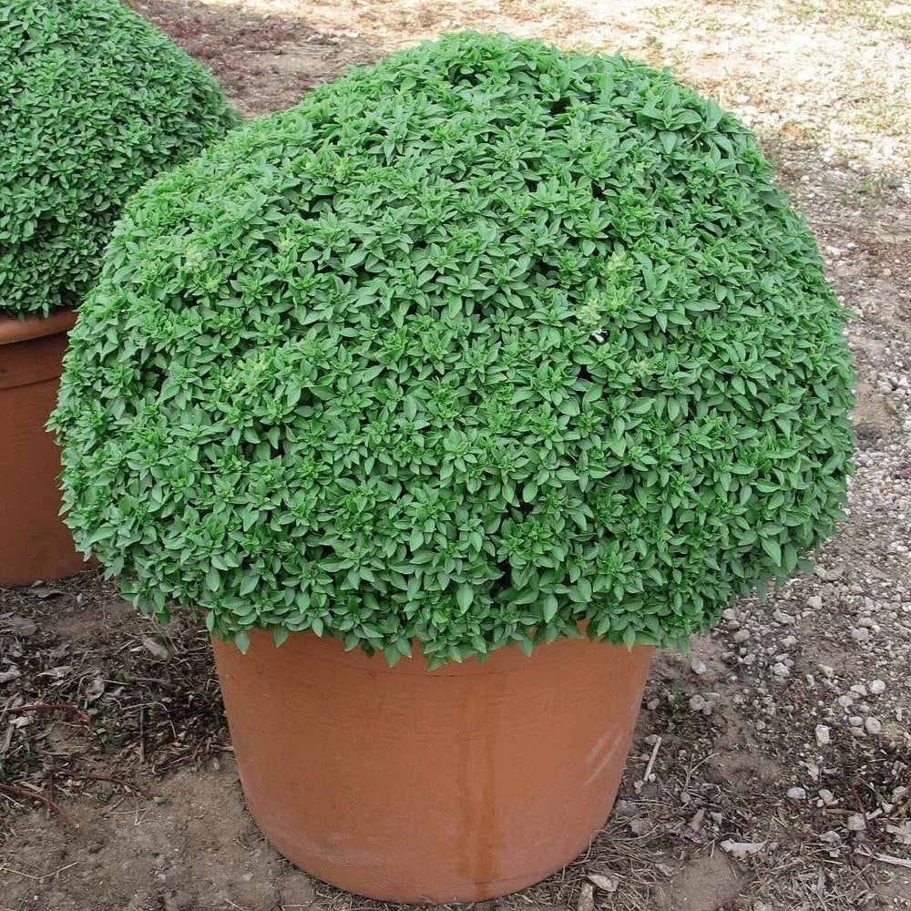 Dwarf Greek Basil Seeds – 100-5000 Pack for Container Gardening – Aromatic Ocimum basilicum Herb Seeds