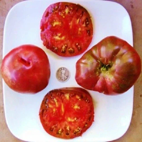 Black From Tula Heirloom Tomato Seeds – Russian Beefsteak Variety, Dark Brown to Black, 8-12 oz, Full Sun, Indeterminate Seed Packet