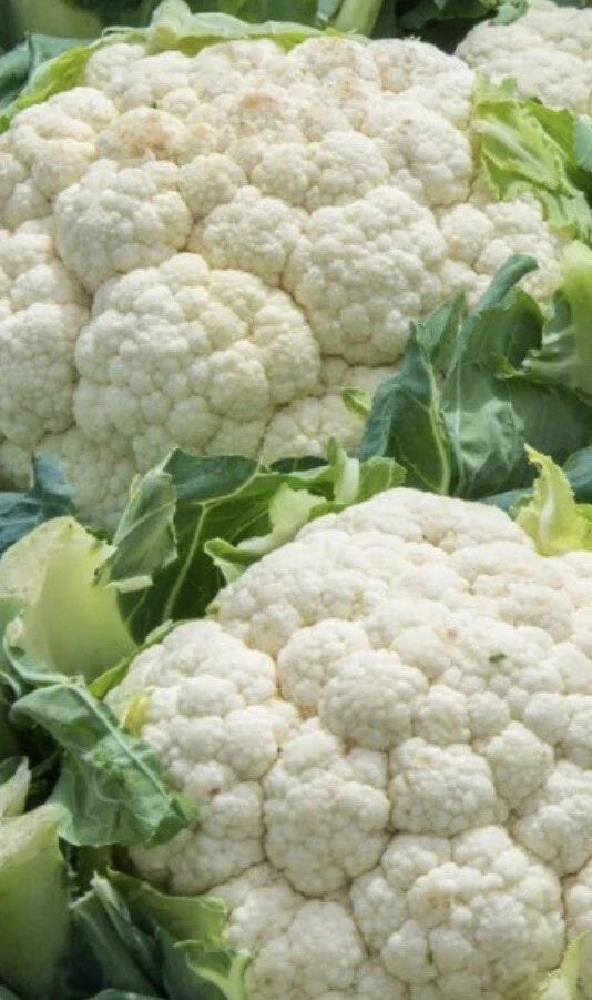 Cauliflower Seeds 1,000 Count Snowball Self Blanching Brassica oleracea var. botrytis for Home Garden, Organic, Non-GMO