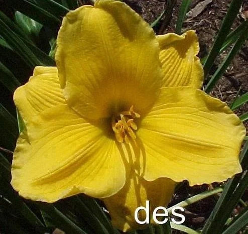 10 Daylily Plants - Sun Locket Bright Yellow Flowers - Hemerocallis for Garden Borders & Containers