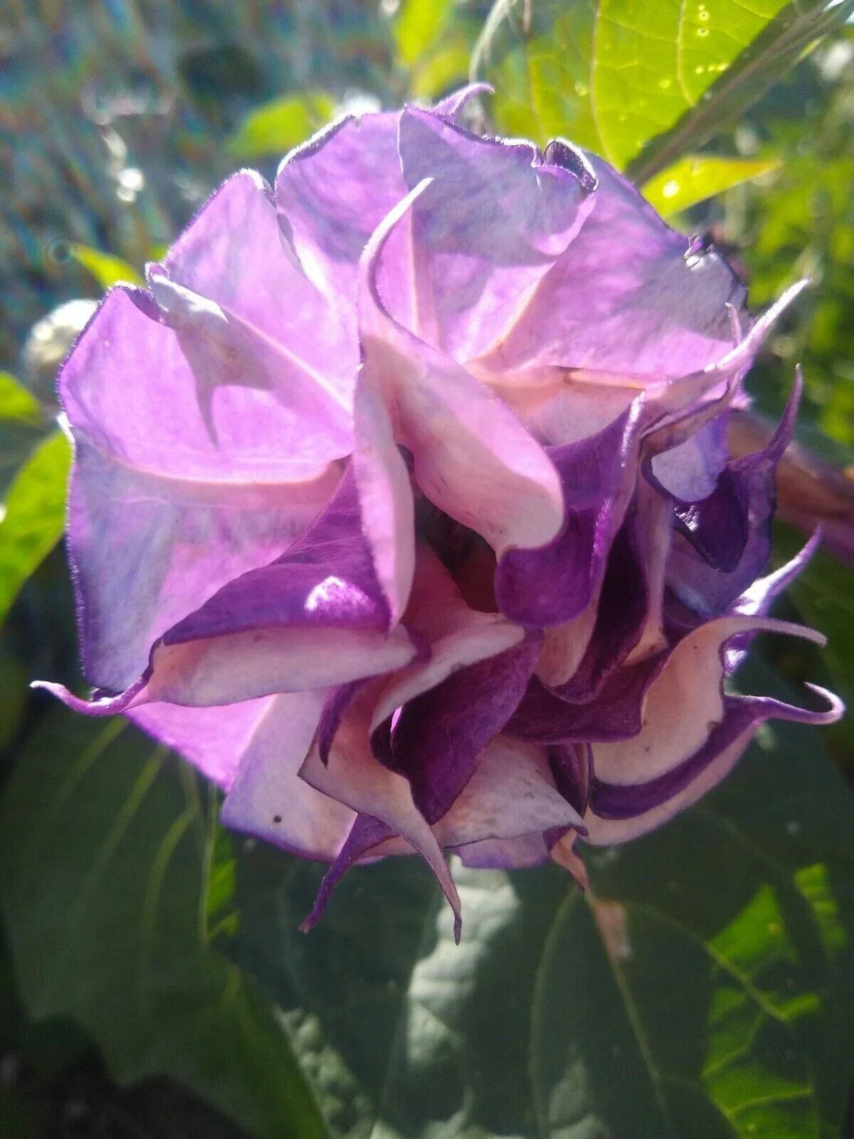 Double Orchid Rose Angel Trumpet Seeds – Brugmansia spp. Pink & White Fragrant Flowers, 10 Seeds for Vibrant Garden, Tropical Landscape