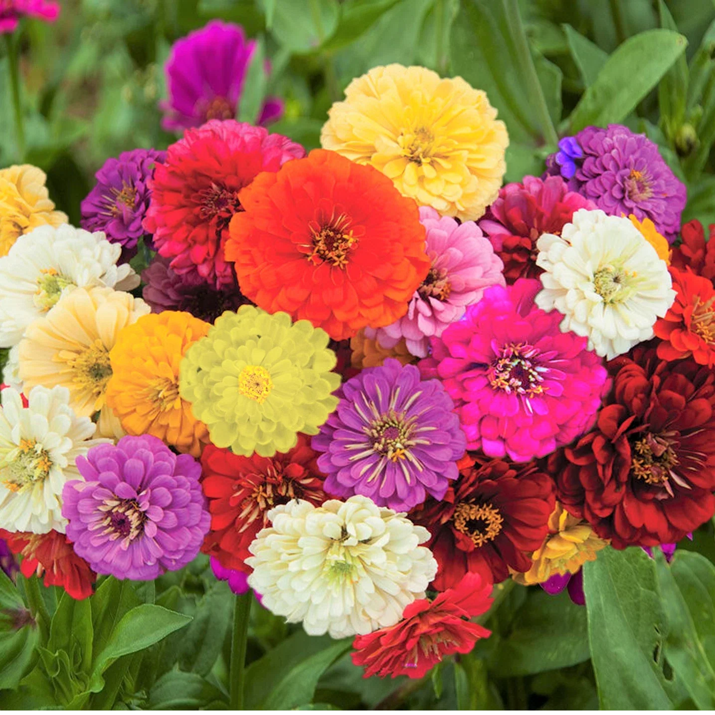 Zinnia Seeds | Dahlia Flowered Mix | Giant Rainbow Bennarys | Zinnia elegans Flowering Seeds for Garden, Borders & Containers