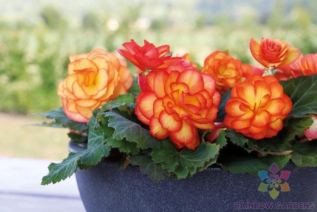 Tuberous Begonia Seeds - 25+ Pack for Garden Planting - Vibrant Colors - Begonia x tuberhybrida - Easy to Grow