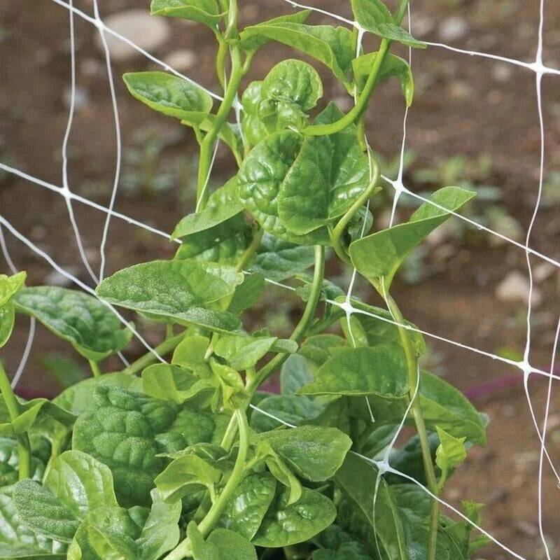 Green Malabar Spinach Seeds - Non-GMO Basella Ruba Heirloom Variety for Container & Garden Growth