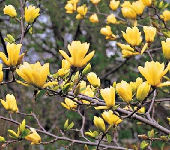 Butterfly Magnolia Seeds - 5 Pack - Fragrant Tulip-Shaped Flowers - Magnolia x soulangeana - Pollinator Attracting Garden Tree