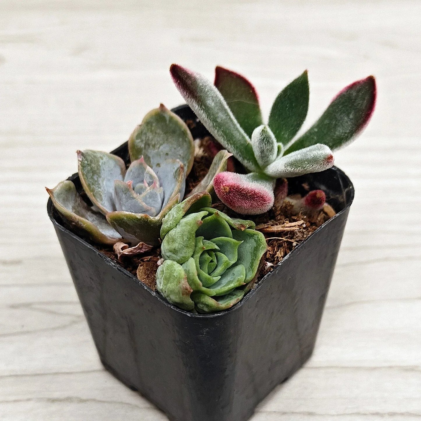 Succulent Live Plant Mix 2-Inch Pots – Multi-Variety Succulents for Full Sun, Zone 10 Gardening, Easy-Care Indoor and Outdoor Plants