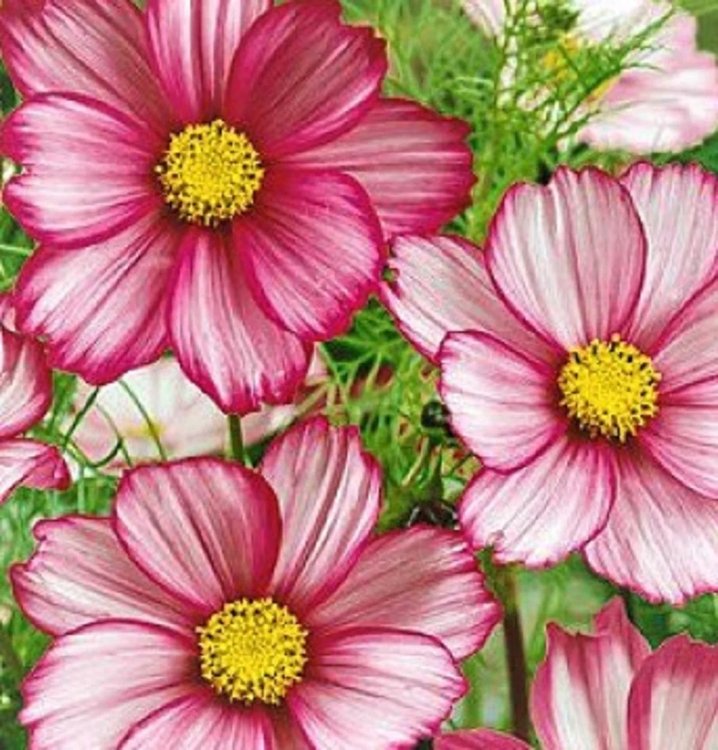 Cosmos Seeds - Candystripe (Cosmos bipinnatus) - Colorful Flower Seeds for Garden, Borders, and Containers