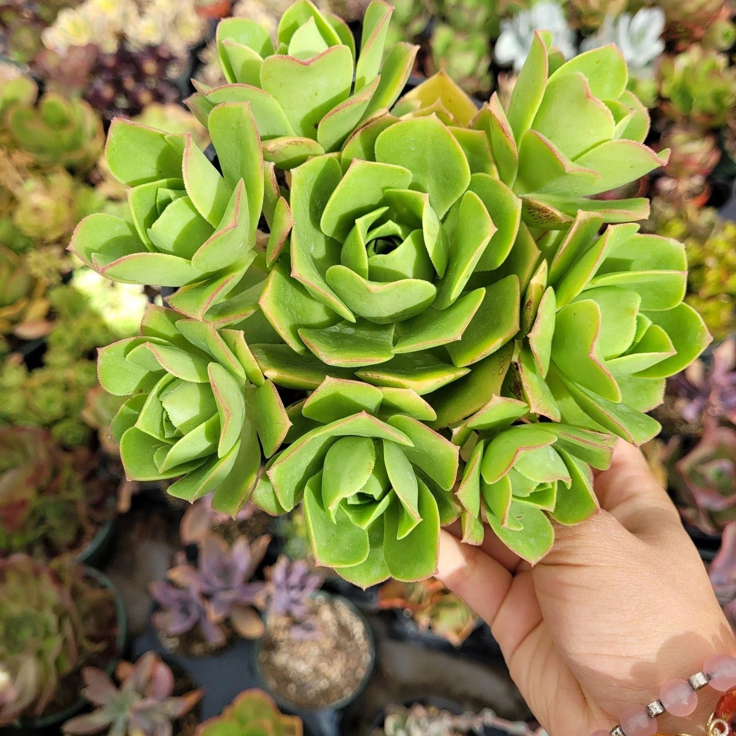 Aeonium Gomerense Live Plant - 6" Succulent Bare Roots - Green Rosettes, Drought-Tolerant, Indoor & Outdoor, Easy to Propagate