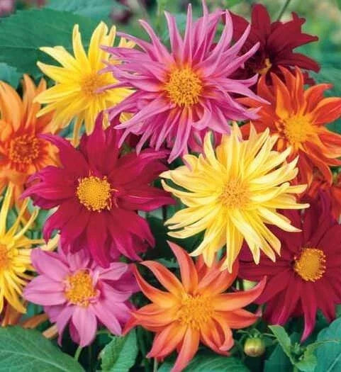 25 Cactus Mix Dahlia Seeds | Perennial Flowering Plants | Dahlia pinnata for Garden Beds & Containers