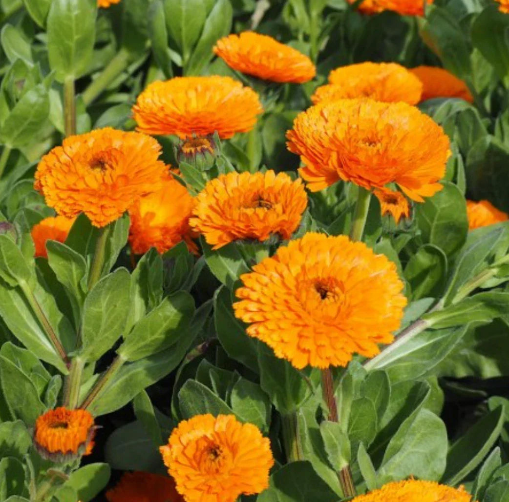 Calendula Seeds - Balls Orange - Bright Orange Flowers - Calendula officinalis - Easy to Grow, Pollinator Attracting, Drought Tolerant