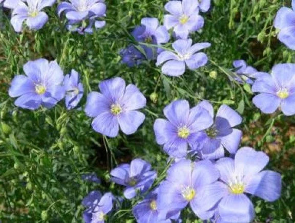 Blue Flax Seeds - 100 Fresh Linum lewisii Perennial Wildflower for Gardens, Landscaping, Drought-Tolerant, Pollinator Attracting