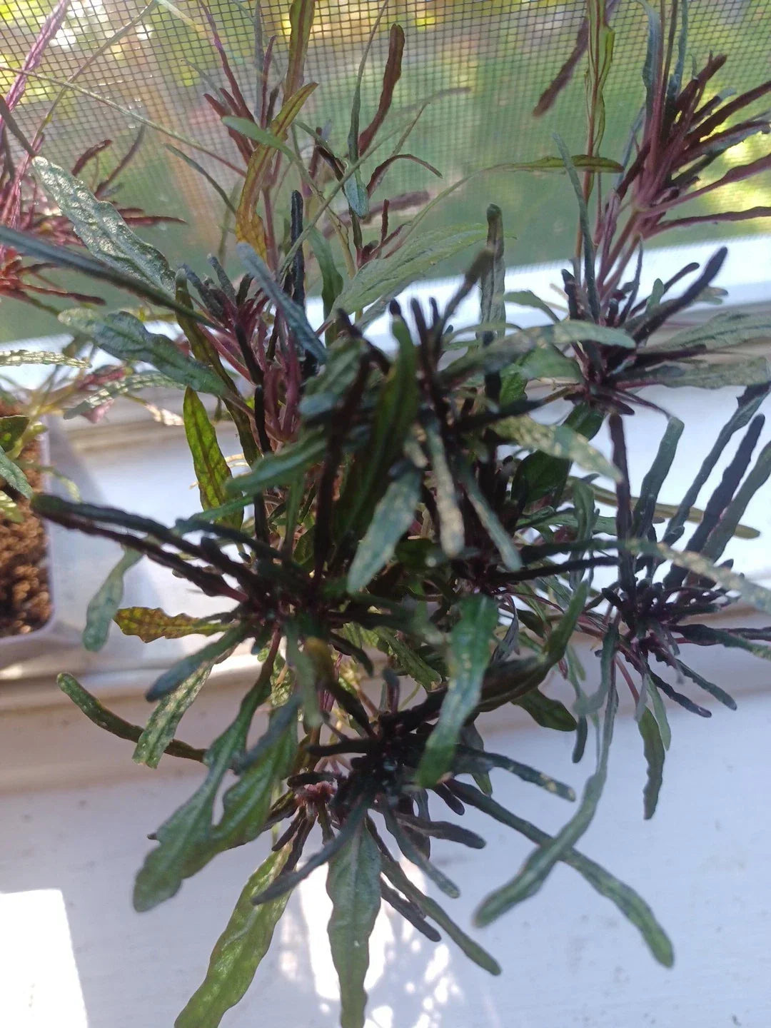 Dragons Tongue Live Plant – Hemigraphis repanda – Purple and Green Indoor Houseplant for Bright Light Spaces