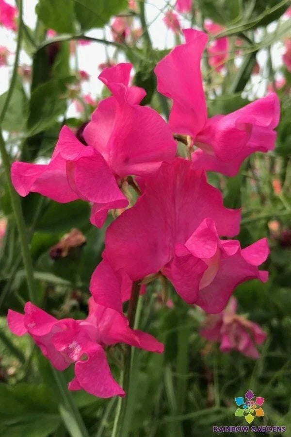 Josie Sweet Pea Seeds - 50 Premium Lathyrus odoratus Climbing Flower Seeds for Garden, Fences, Containers, Fragrant, Non-GMO
