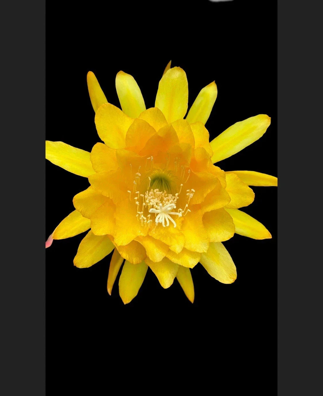 Yellow Tang Plant - Rooted Live Aquarium Plant - Zebrasoma flavescens - Bright Yellow Color for Fish Tanks