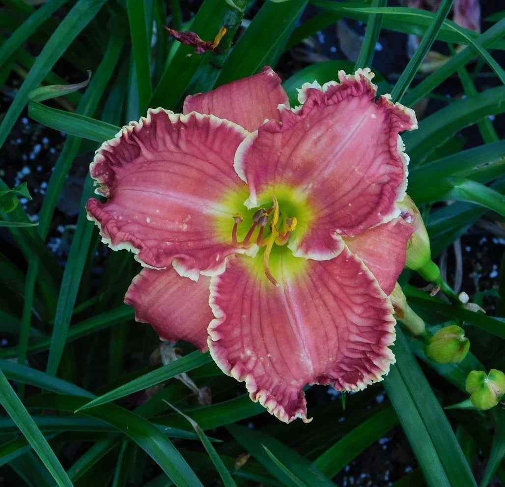 Daylily Plant - Perennial Flowering Hemerocallis '21.201' - Vibrant Blooms for Garden Landscaping - 1-Gallon Established Plant