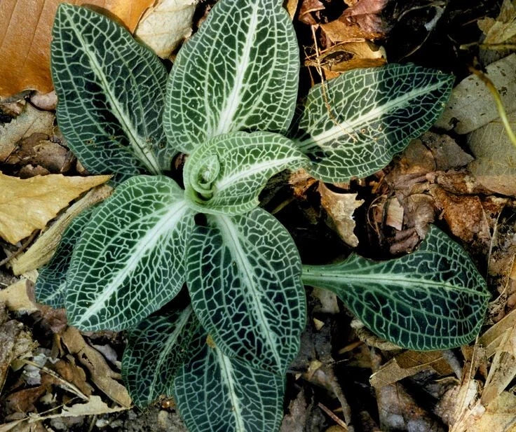 Rattlesnake Orchid Bare-Root Plant | Goodyera oblongifolia | Unique Green Foliage & White Flowers | Shade Garden Perennial