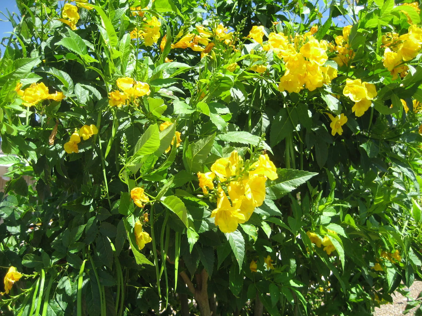 Hummingbird Vine Seeds, Yellow Trumpet Flower, Perennial Climbing Plant, Campsis radicans, 20 Seeds