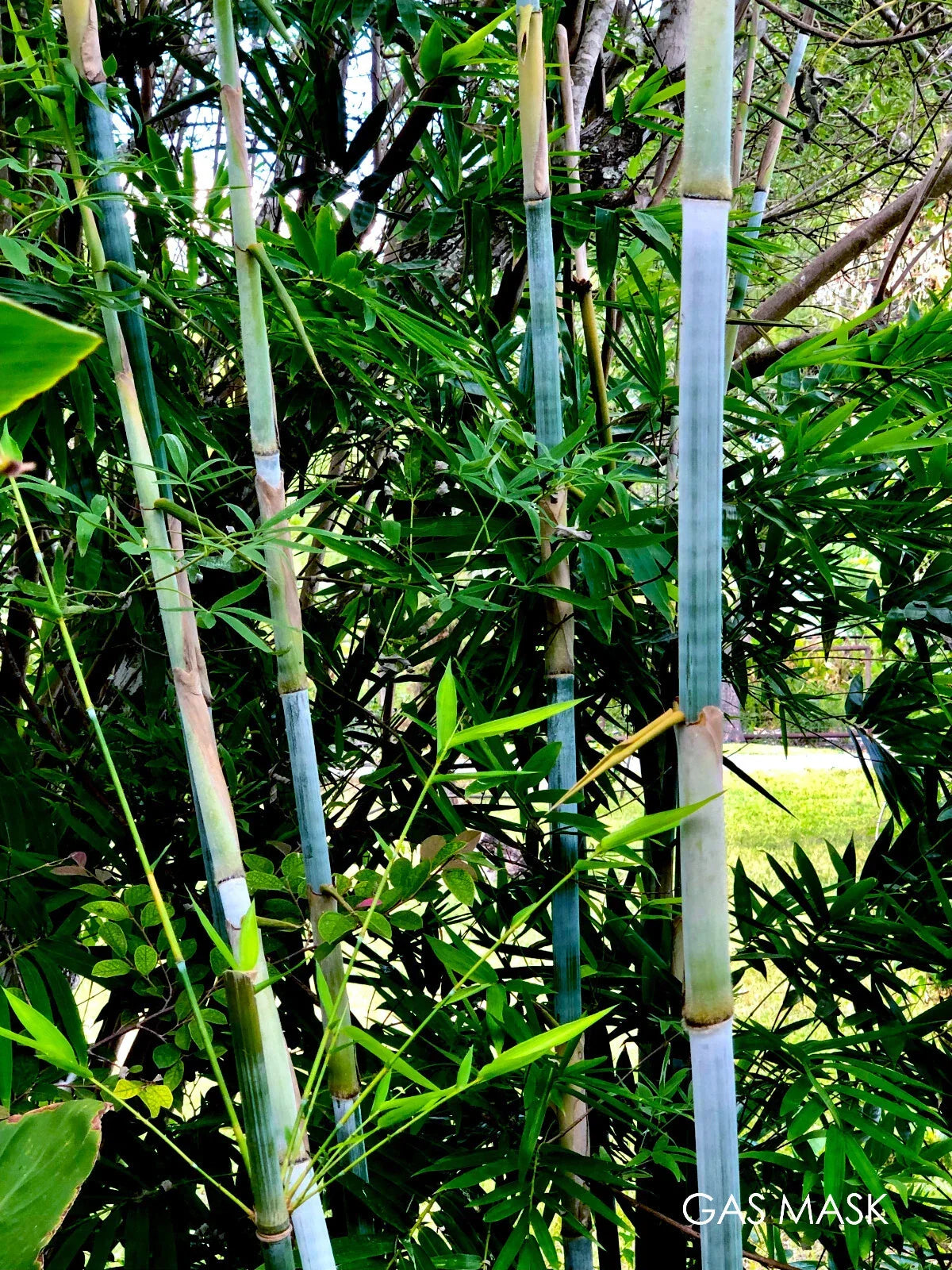 Tropical Blue Bamboo Rhizome | Clumping Live Plant | Blue Chungii Bambusa vulgaris var. vulgaris | Ornamental Garden Plant