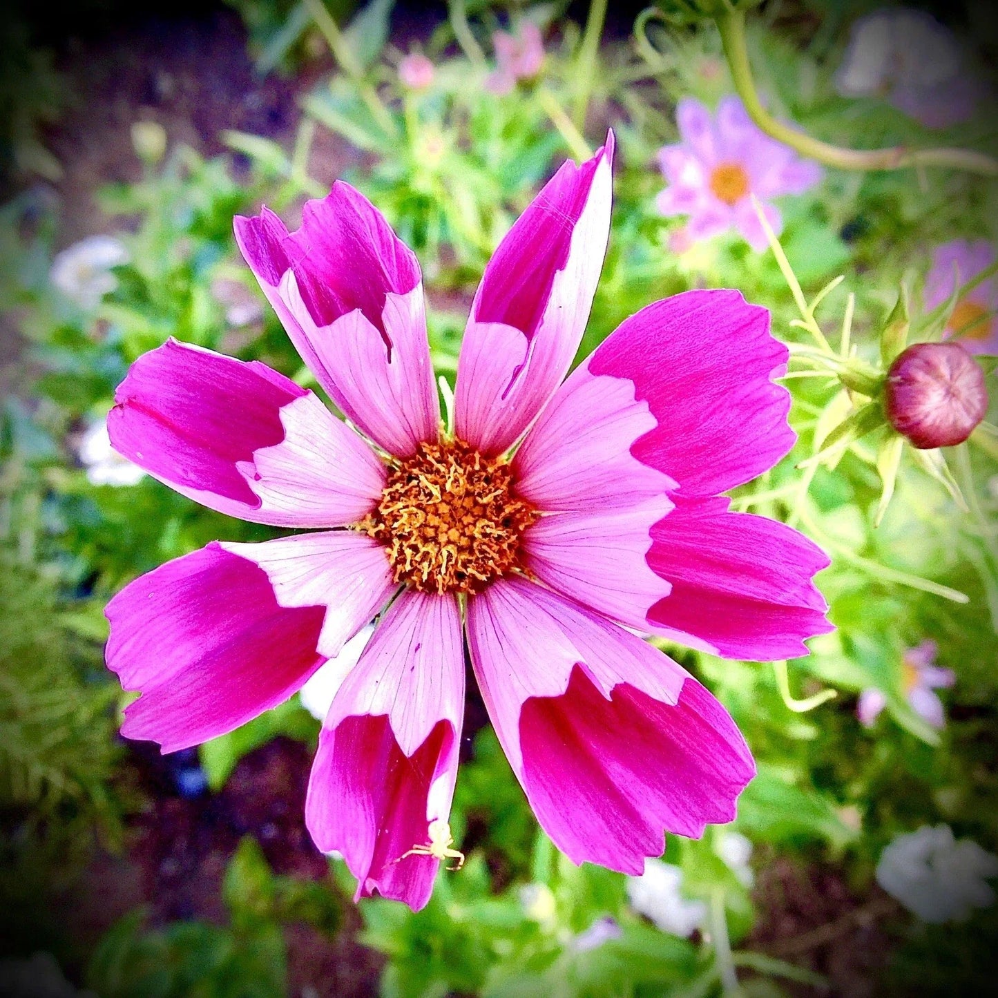 Cosmos Sea Shell Seeds 100 Non-GMO Flower Seeds for Garden, Cosmos bipinnatus, Vibrant Blooms, Butterfly Attractant