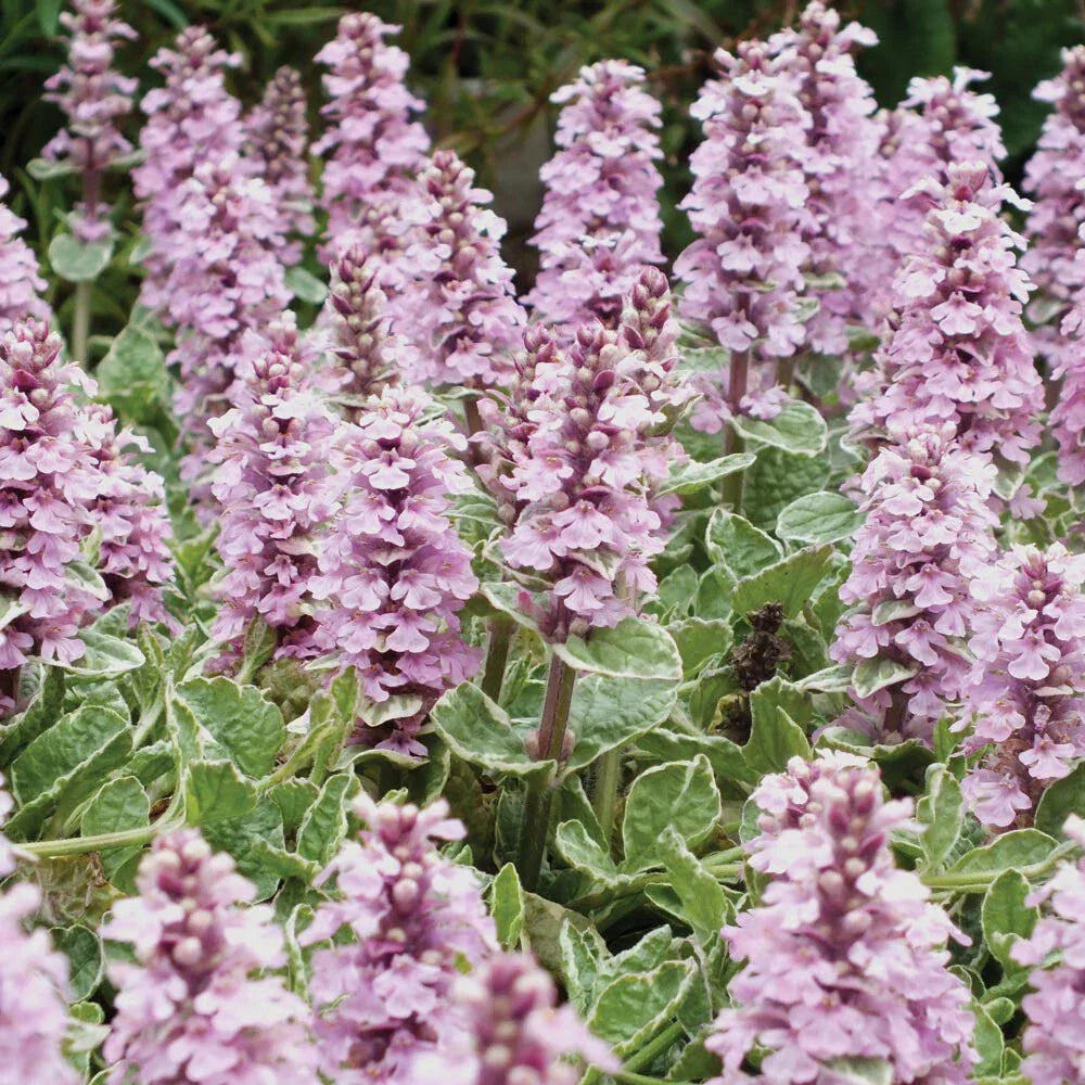 Ajuga reptans Pink Lightning Live Plant - Variegated Ground Cover, Hardy Perennial, Low Maintenance, Shade Tolerant, 4-Inch Pot