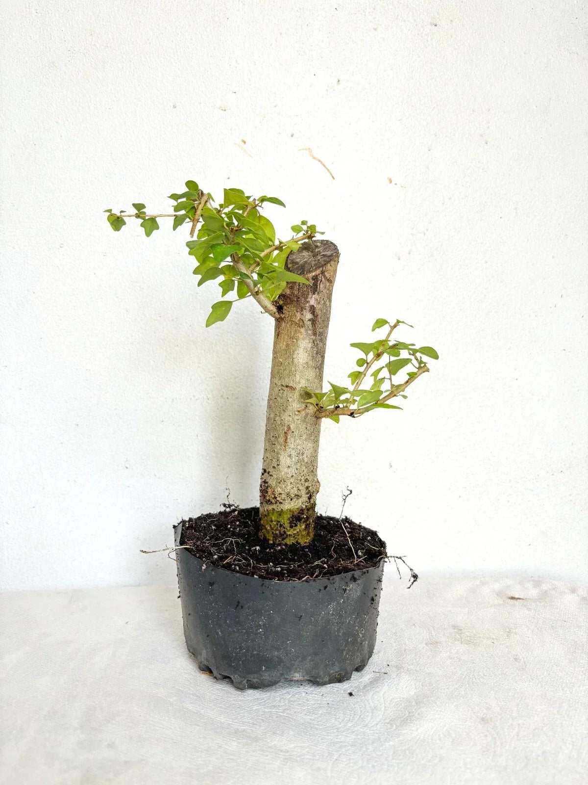 Parrot's Beak Plant Pre-Bonsai Gmelina philippensis Fat Trunk Indoor Bonsai Tree for Home Decor