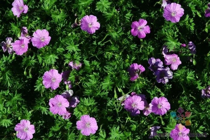 Glenluce Geranium Seeds - 25+ Pelargonium × hortorum for Garden Beds, Containers & Hanging Baskets, Vibrant Summer Blooms