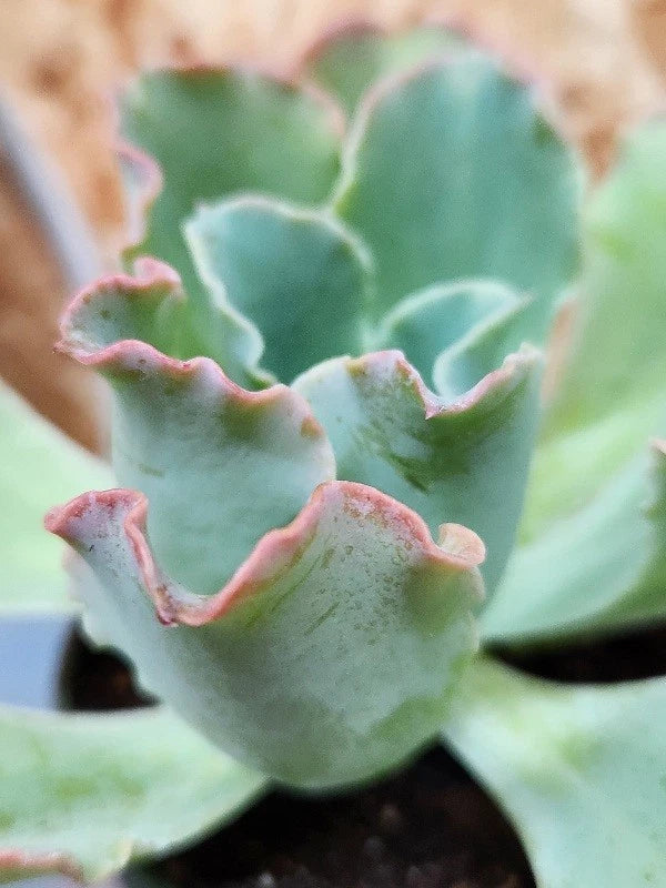 Echeveria Hybrid Ruffles Succulent Plant 4-Inch Pot, Ruffled Leaves, Low Maintenance, Indoor Outdoor, Drought Tolerant