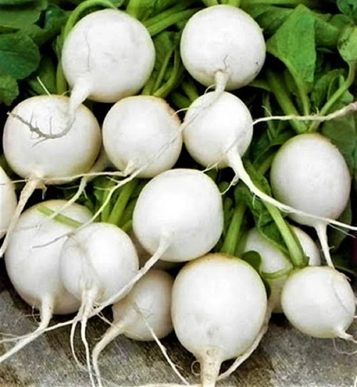 Hailstone Radish Seeds, 200+ Non-GMO Fast-Growing Seeds, Raphanus sativus, Ideal for Vegetable Garden and Containers