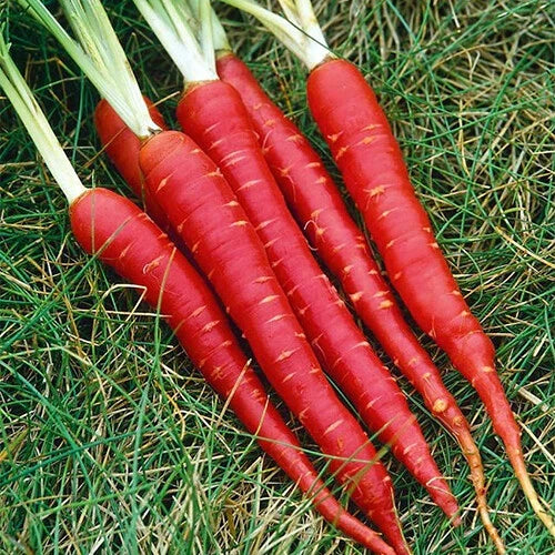 Atomic Red Carrot Seeds - Heirloom Non-GMO Daucus carota Vegetable Seeds for Home Garden, Bright Red Color, Full Sun, Pack of 200