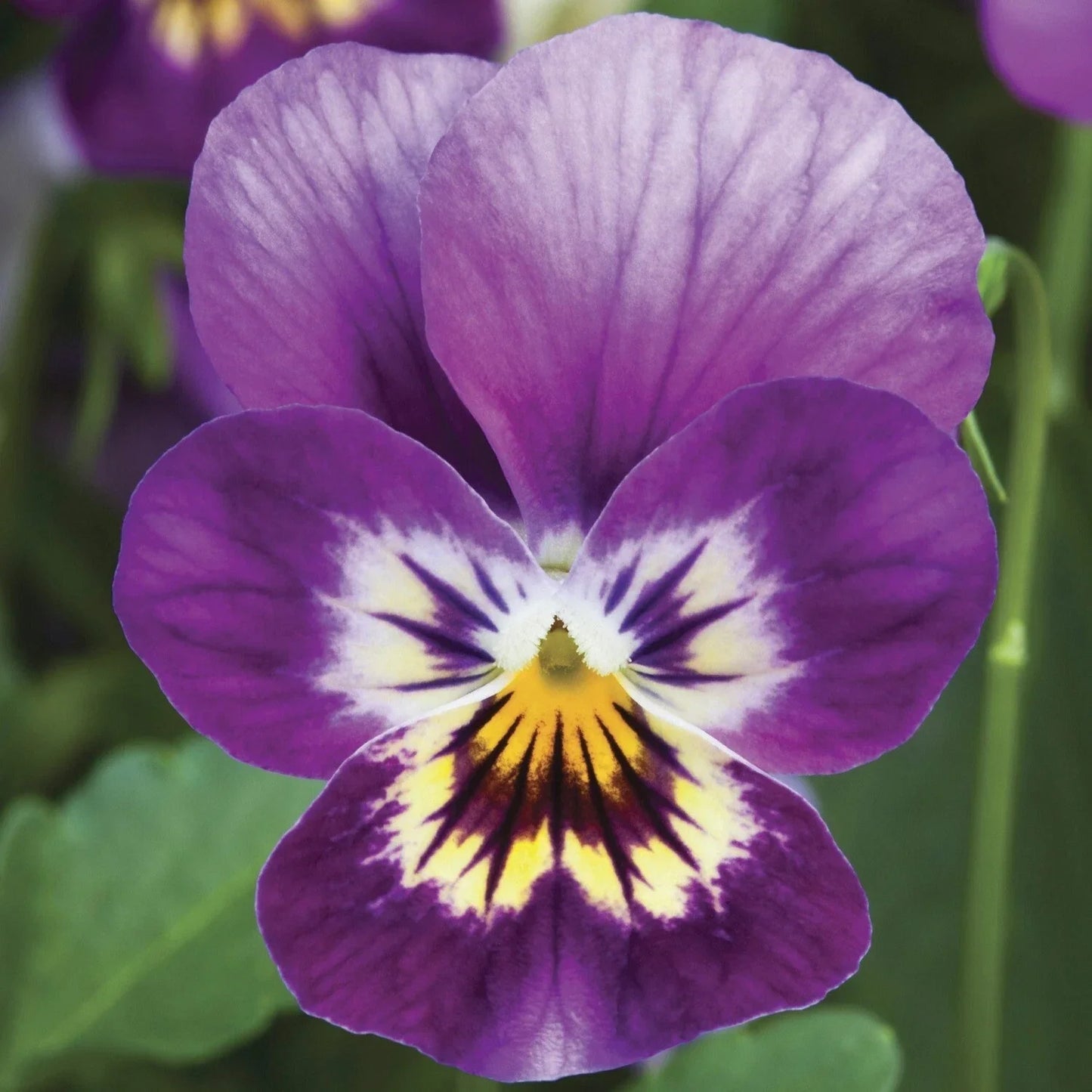 Viola Seeds 50 Pack, Endurio Pink Purple Shades, Viola x wittrockiana, Colorful Flowering Plants for Garden & Containers