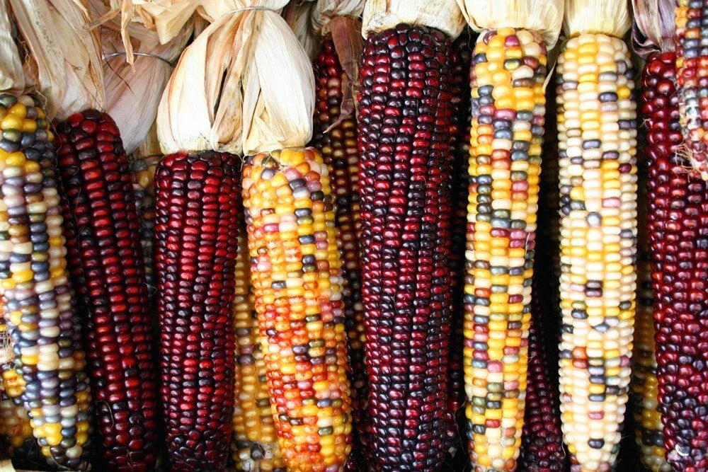 50 Treated Indian Ornamental Corn Seeds - Heirloom Non-GMO Zea mays for Decorative Gardens & Fall Decor, USA Seller