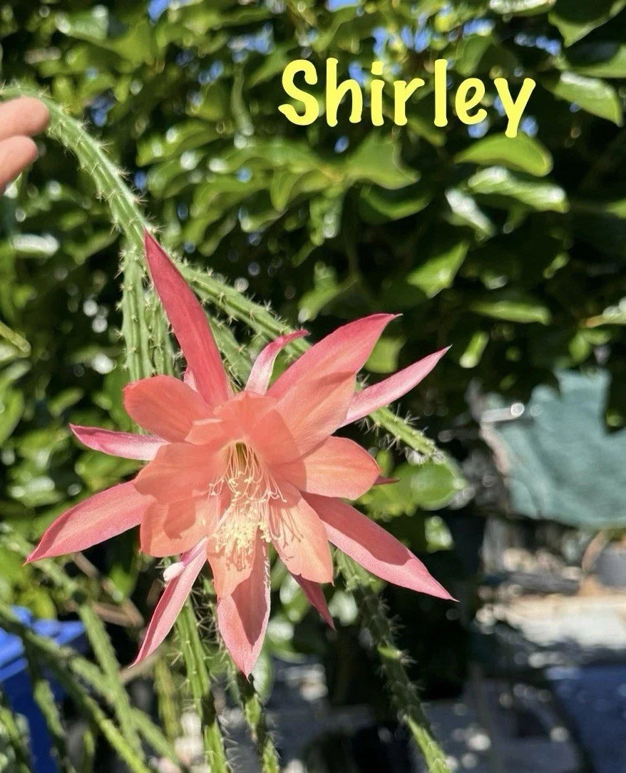 3 Shirley Aporocactus Succulents | Aporophyllum Cacti | Greenhouse Plant | Trailing, Vibrant Green Stems