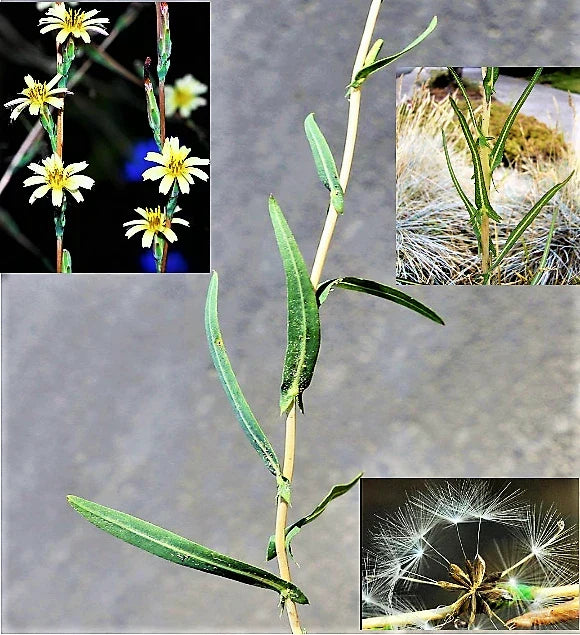 Willowleaf Lettuce Seeds - Lactuca saligna Wild Medicinal Herb, Edible Greens, 30 Seeds for Gardens & Herbal Use