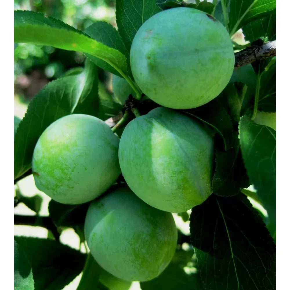 Dwarf Green Gage Plum Tree Bare Root 3-4 Ft Prunus domestica Green Gage Compact Fruit Tree