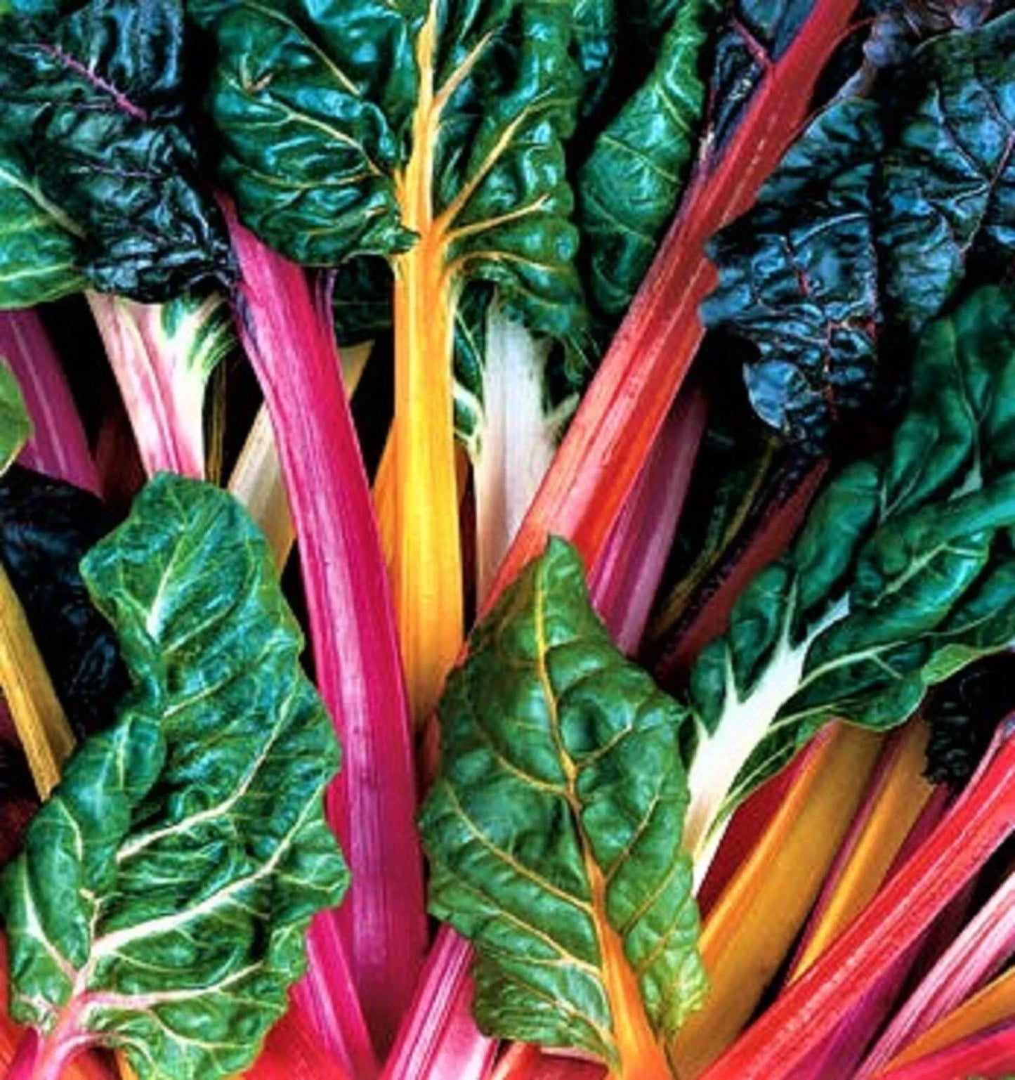 Bright Lights Swiss Chard Seeds – Over 100 Non-GMO Rainbow-Colored Beta vulgaris Varieties for Home Gardens