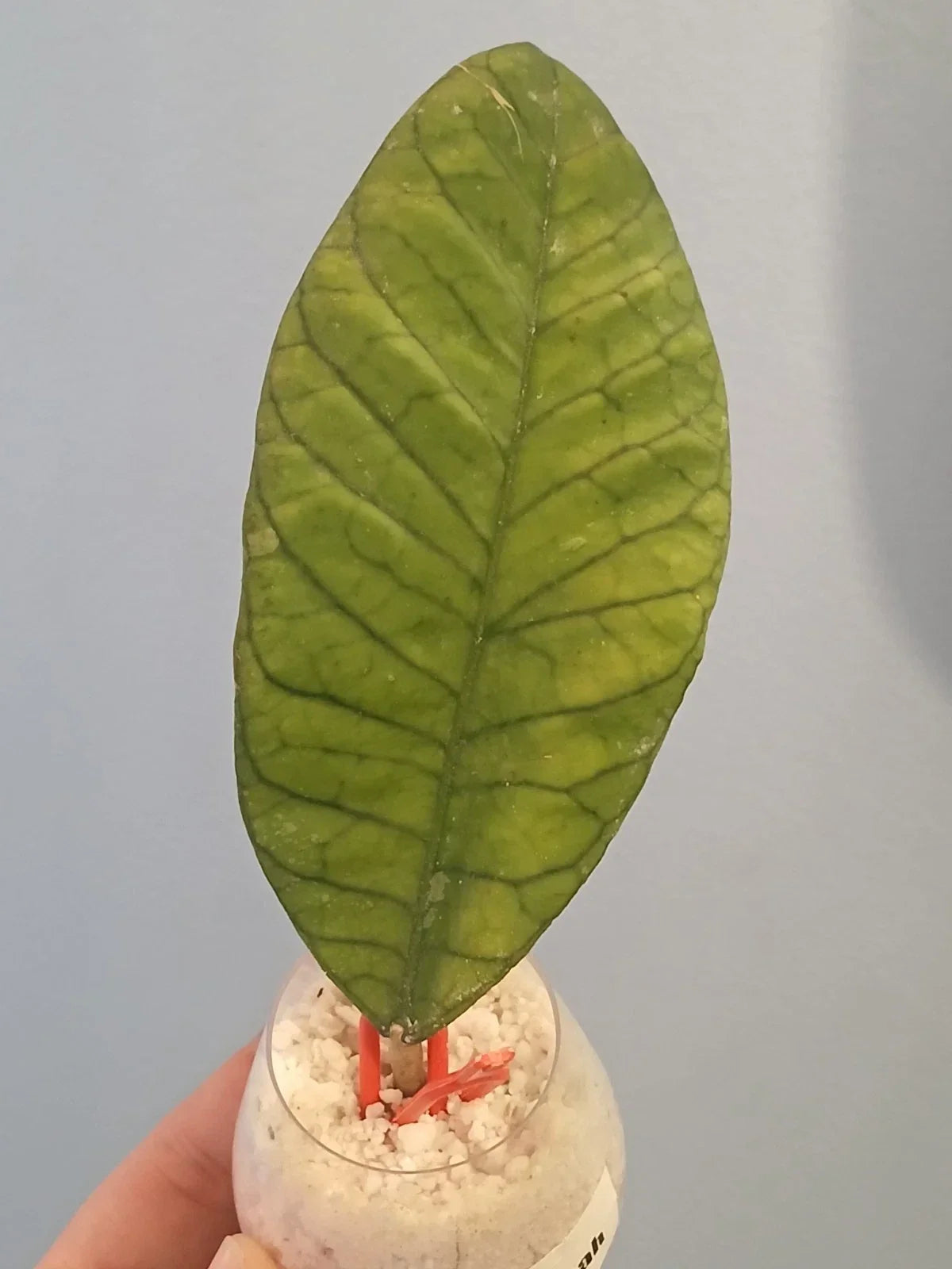 Hoya Sabah Cutting | Tropical Houseplant | Hoya carnosa 'Sabah' | Easy Care Indoor Plant | Green Foliage