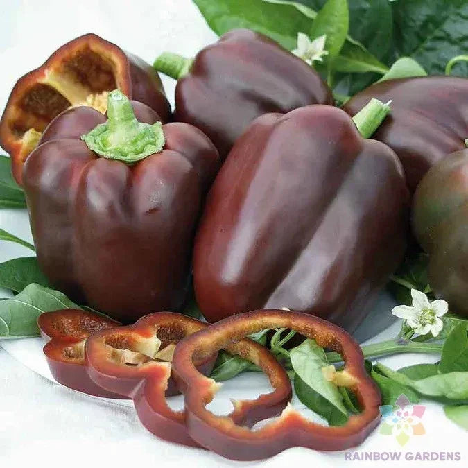 Chocolate Bell Sweet Pepper Seeds - 25+ Heirloom Capsicum annuum for Garden Planting, Fresh Peppers, Non-GMO, Indoor & Outdoor