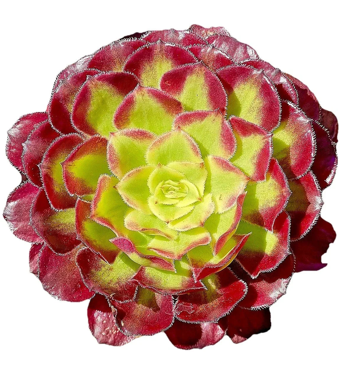 Rare Variegated Aeonium Mardi Gras Succulent Cutting - Live 3-4 Inch Plant for Indoor Garden, Outdoor Decor, Succulent Collection