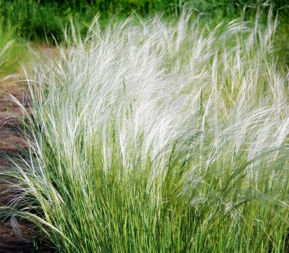 Mexican Feather Grass Seeds - 153 Count - Hardy Ornamental Grass - Stipa Tenuissima - USA Grown - Drought Resistant Gardening