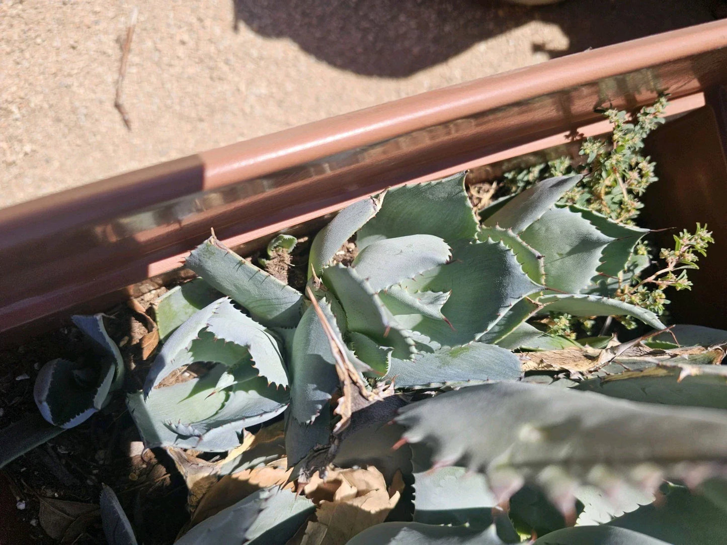 Agave Potatorum Pup 3-6" Bare Root Succulent Plant, Rare Century Plant for Drought-Tolerant Gardens and Container Gardening