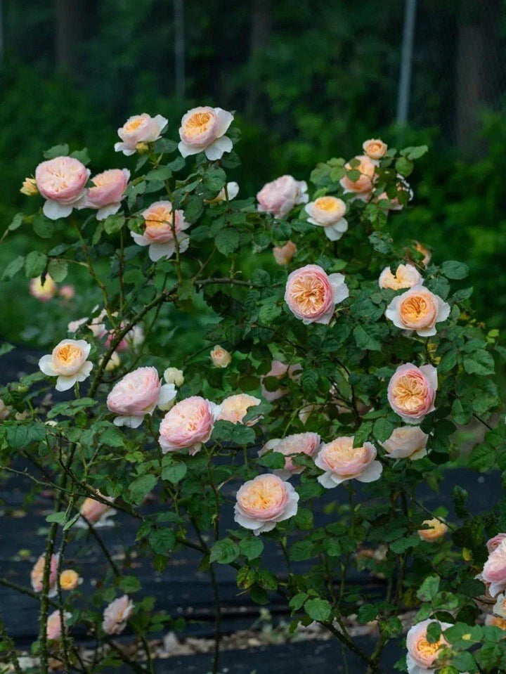 Climbing Rose Plant, Own Root, HanXian (涵仙), Chinese Garden Flower, Live Perennial, Vibrant Blooms, Rosa 'HanXian'