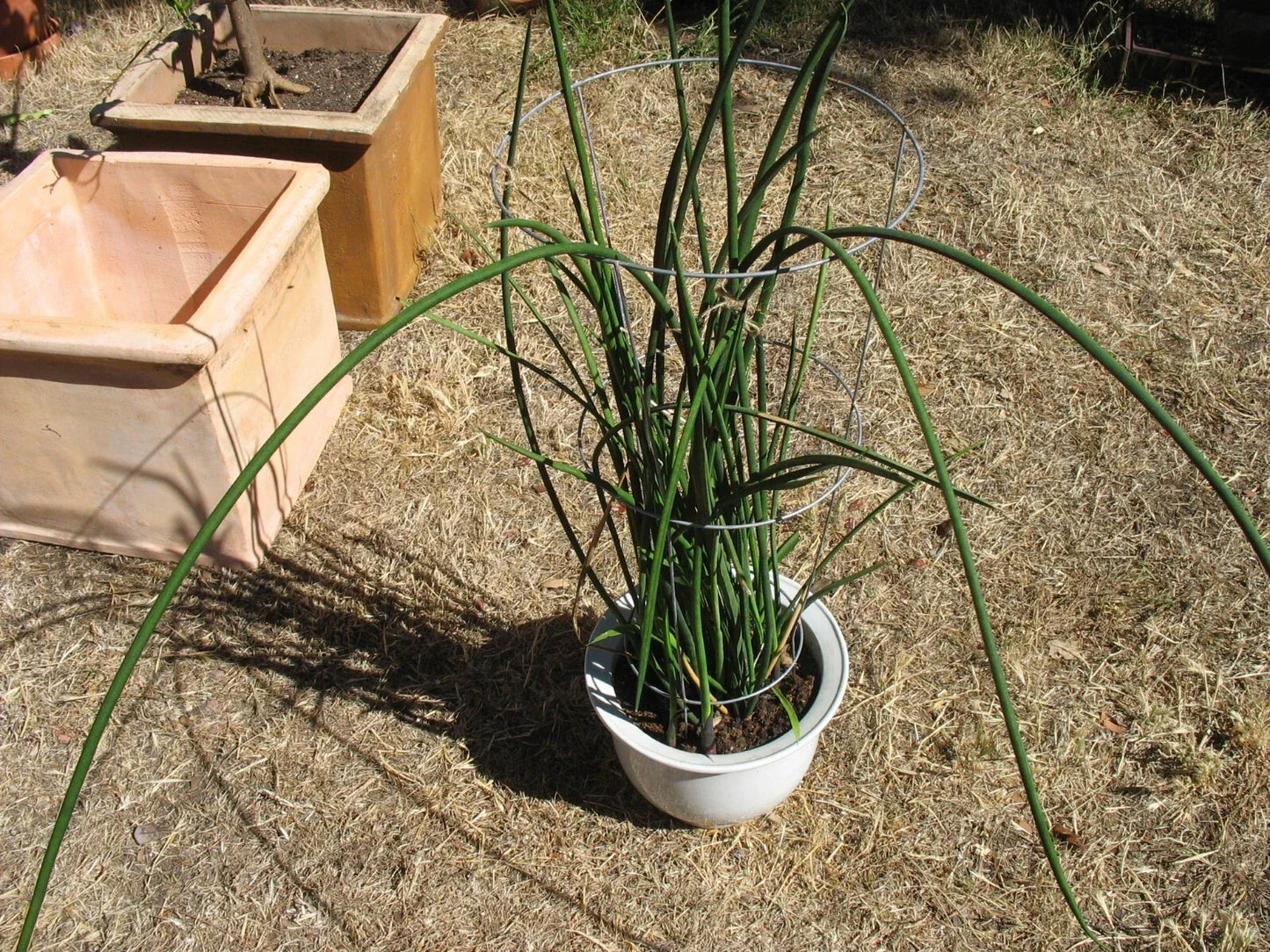 Sansevieria Lancia Cuttings - Rare Indoor Snake Plant Trimmings for Propagation - Easy Care, Unique Upright Foliage